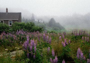 Lupines