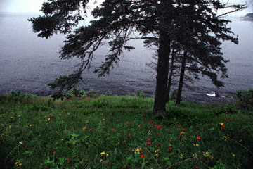 Ocean and Wildflowers