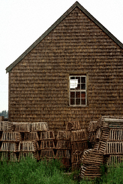 Out Back of the Shed	