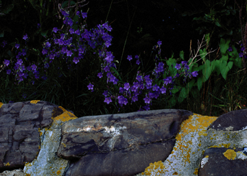 Stone Wall with Flowers