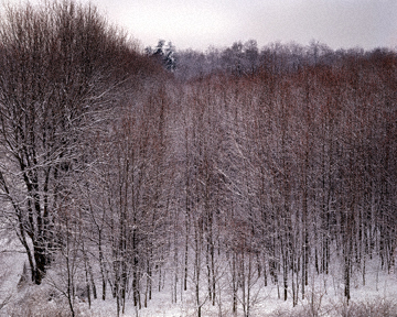 Trees in Winter