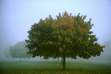 Trees on a Lawn, Late September